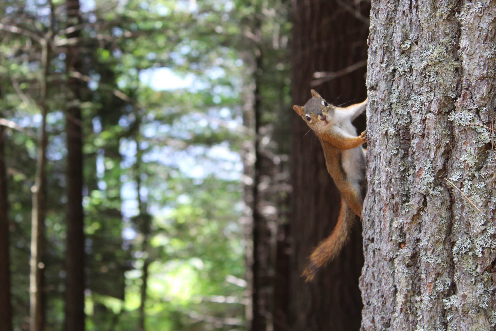 Squirrel in tree