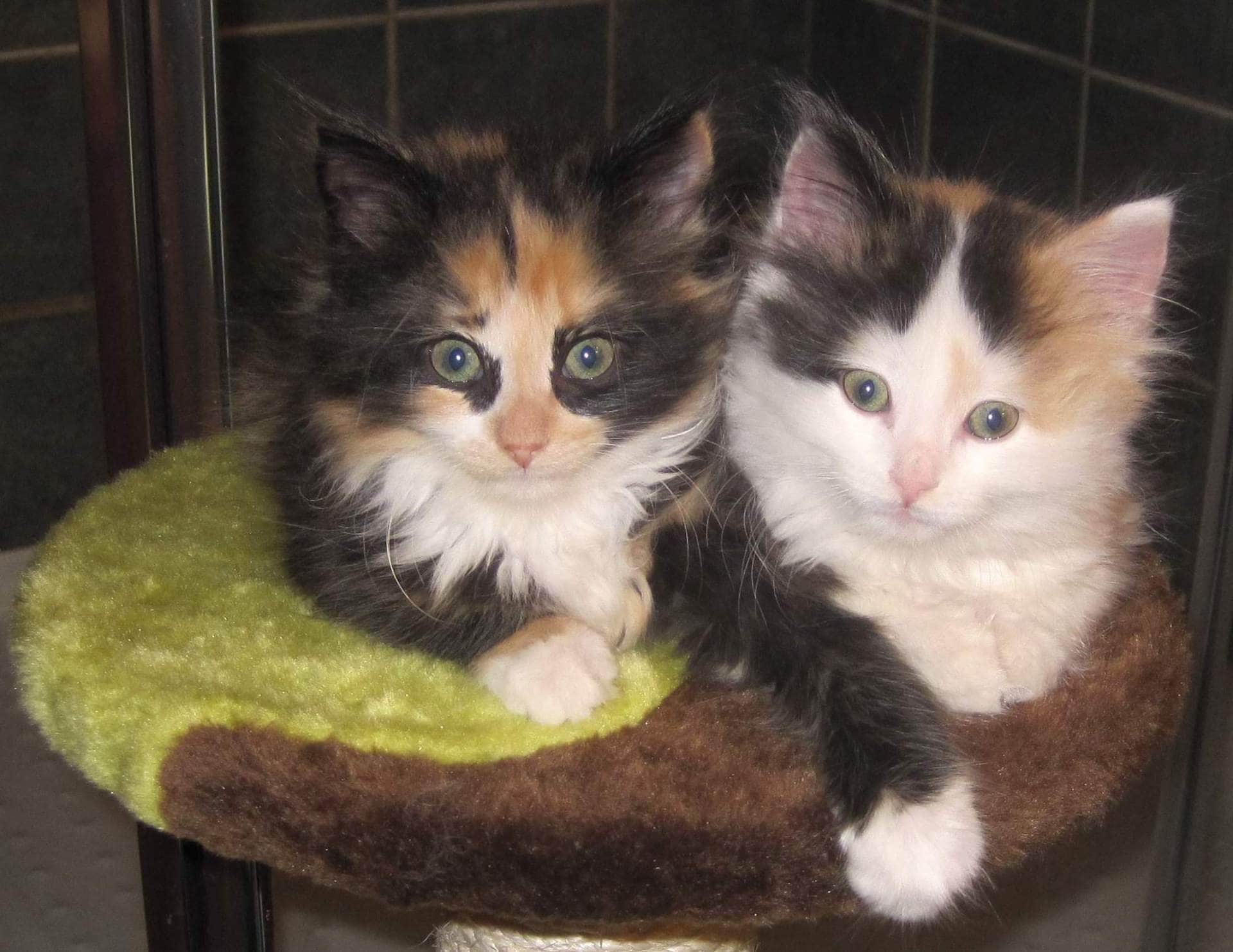 Zela & Blanca cats