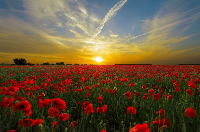 Seven ways organizations excel at recognizing legacy donors
